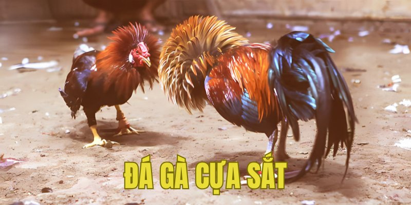 Banner www.nisttravel.vn